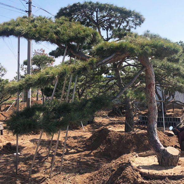 工程用造型松